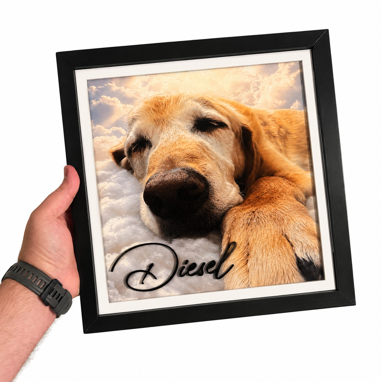 Pet Portraits