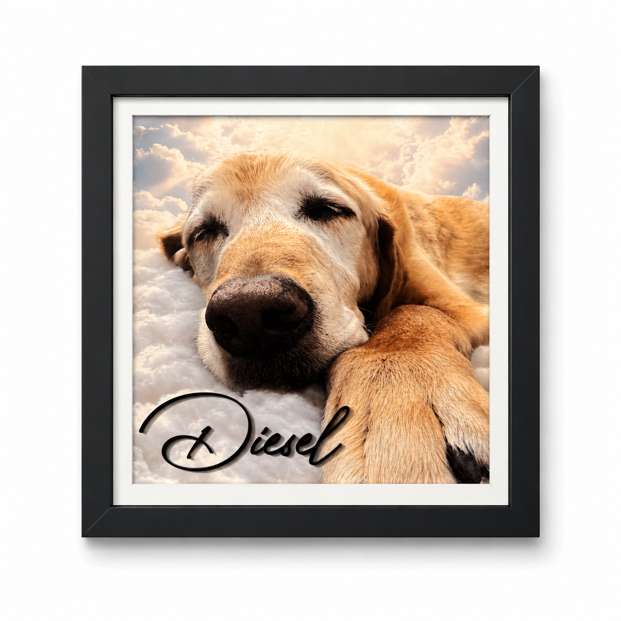 Pet Portraits